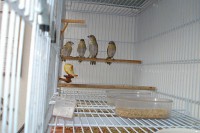 /album/criadouro-estrutura-e-passaros/canarios-de-cor-028-jpg/